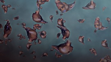 0-07-10-07-end-of-eating-everything_still