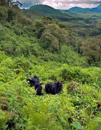 Mountain Gorilla (Gorilla beringei beringei) in habitat Virunga Mountains, Rwanda